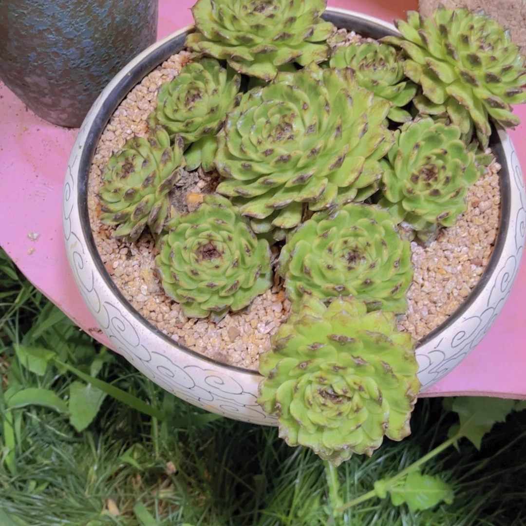 T***.黑水晶玫瑰花茶市场托土