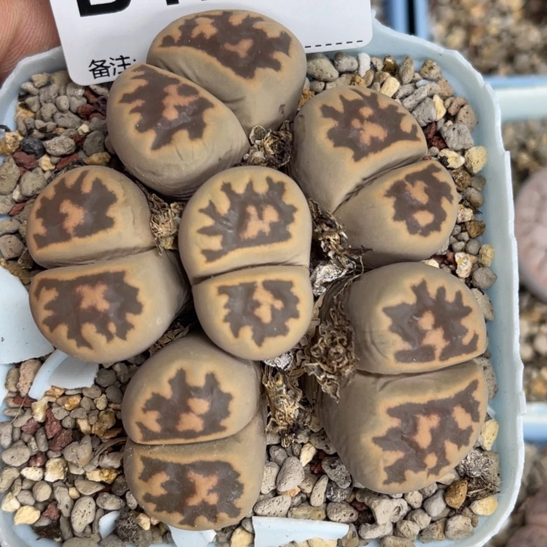 1211群生琥珀6头1