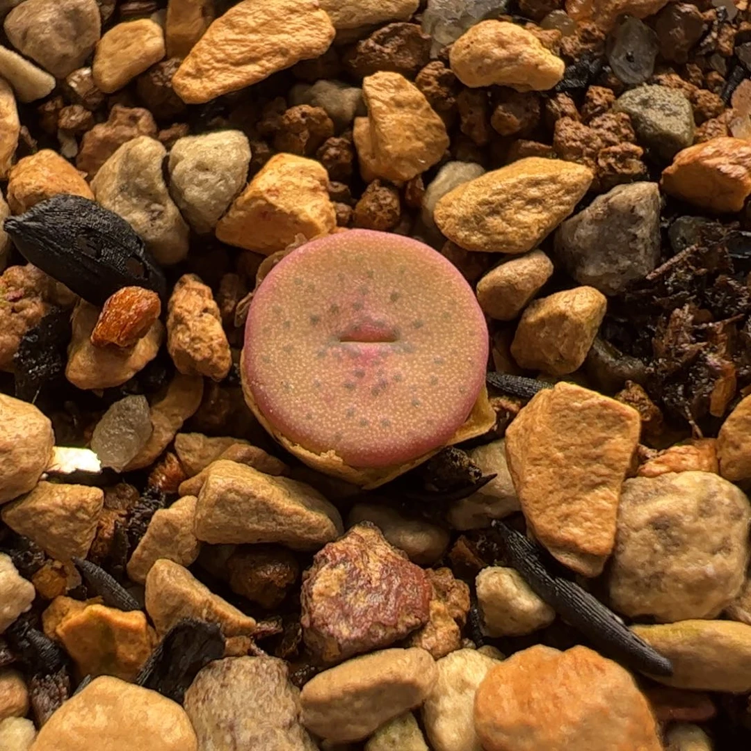 532多肉植物百科