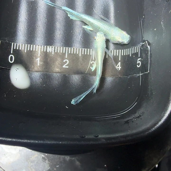 青鳉鱼92号拍品长鳍天使