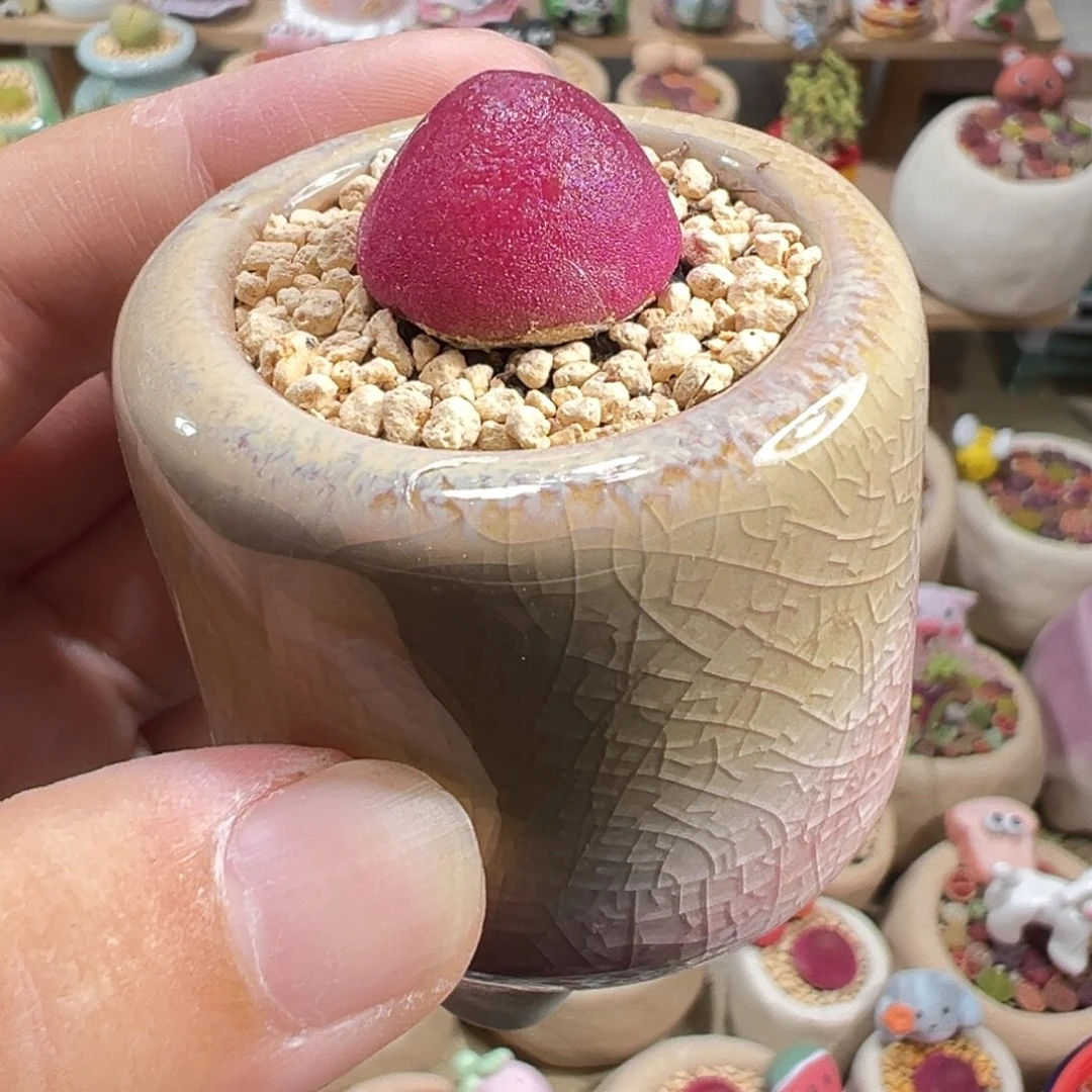 多肉植物197号灯泡