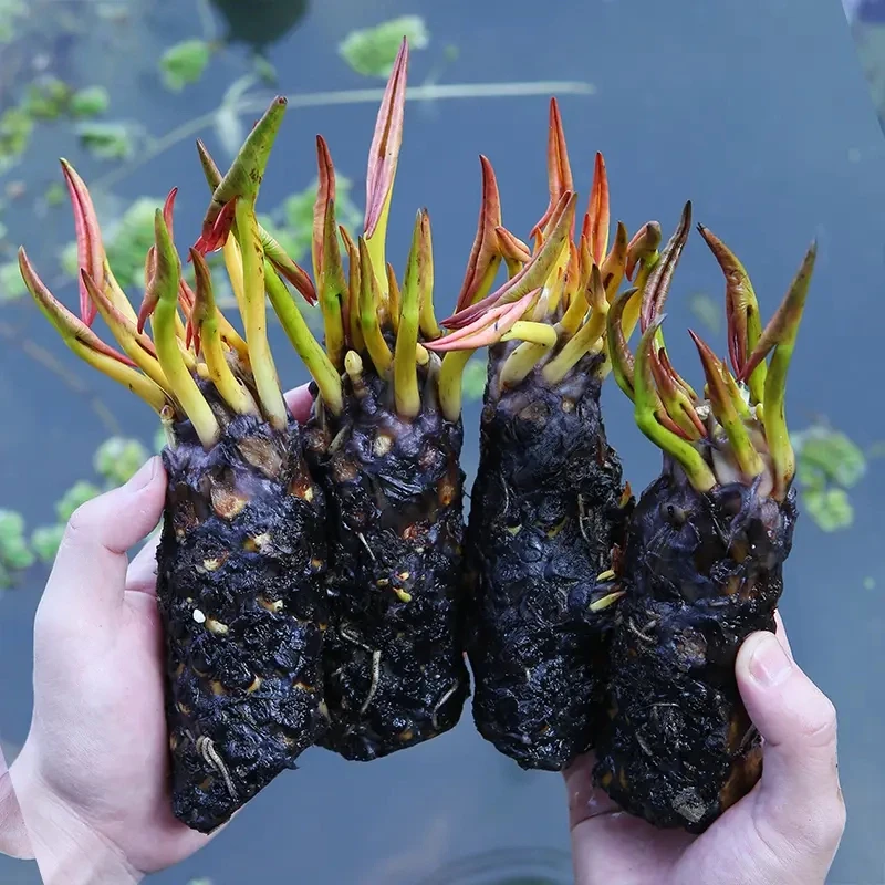 睡莲水培植物荷花带花苞池塘莲花根块水养花卉盆栽碗莲花根茎带芽