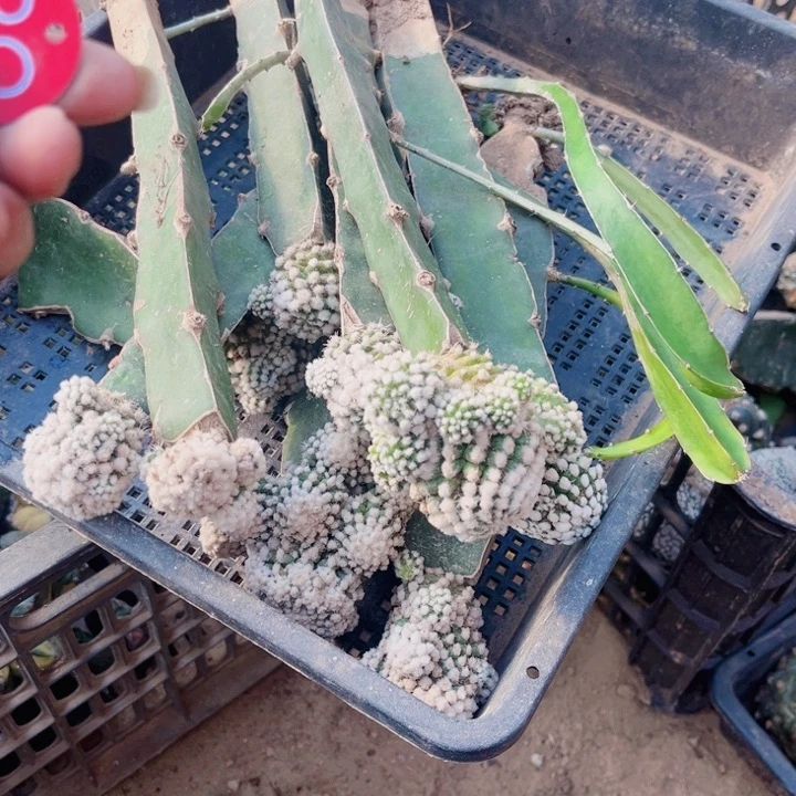 仙人球一筐开花球39