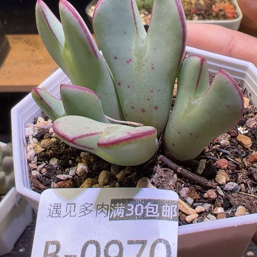 多肉植物11111111111