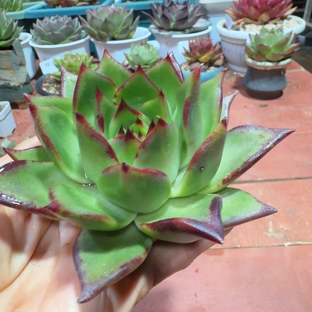 东云原始种一物一拍2025-1221