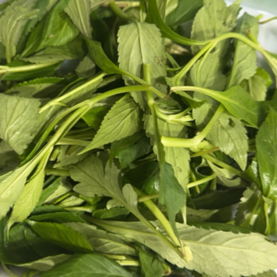 新鲜苦菜野生现挖现发天然苦婆丁