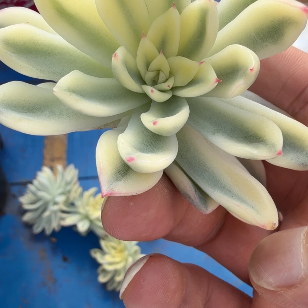 新圣骑兵锦可嫁接
