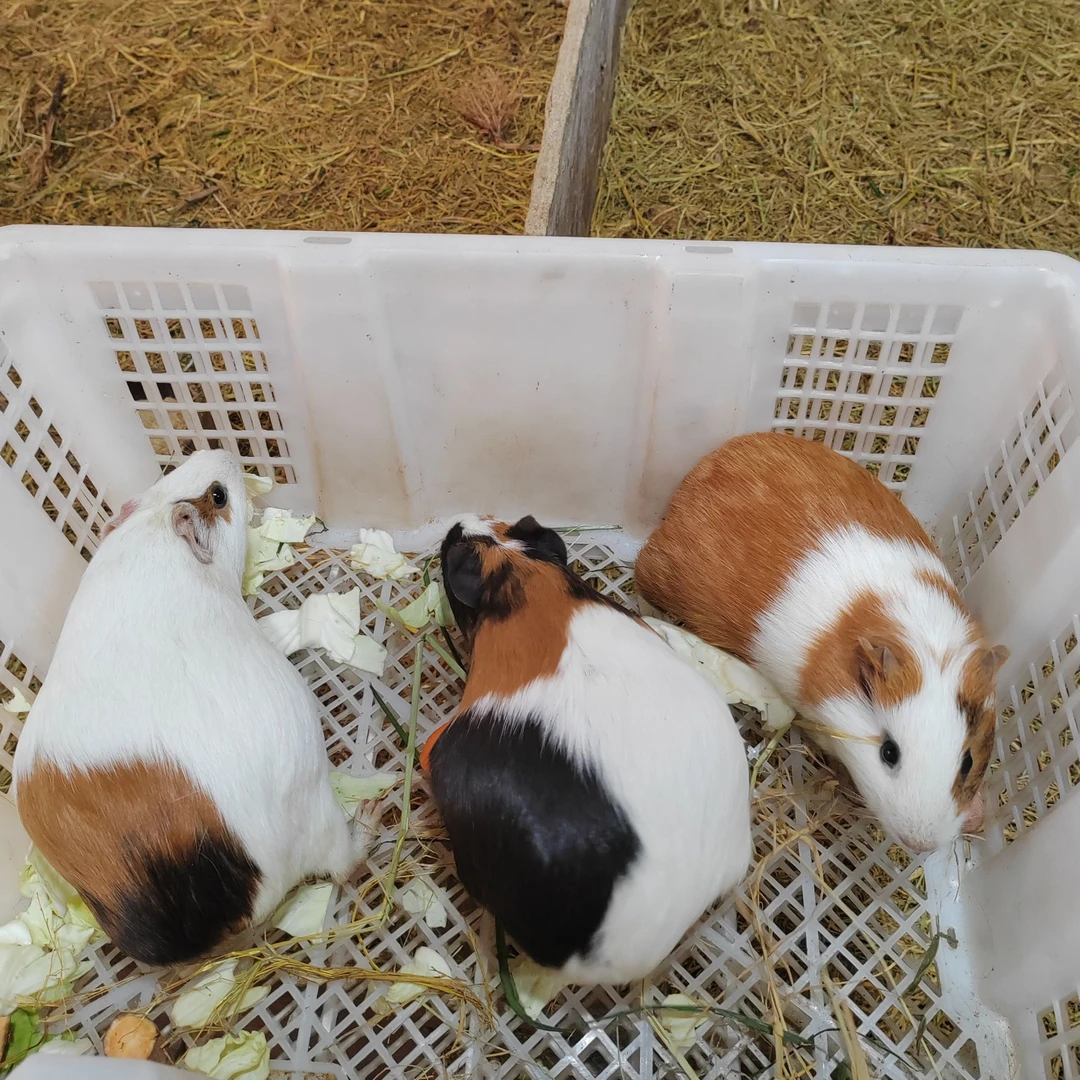 荷兰猪小型豚鼠活体发货宠物猪迷你荷兰猪活宠物荷兰鼠家养