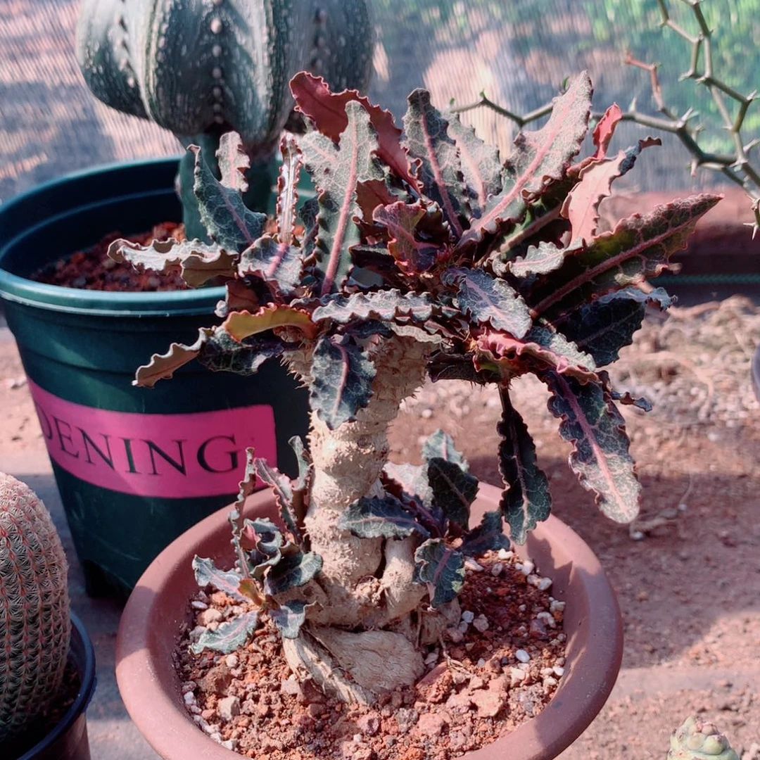 无花朵无花朵栽种后可开花