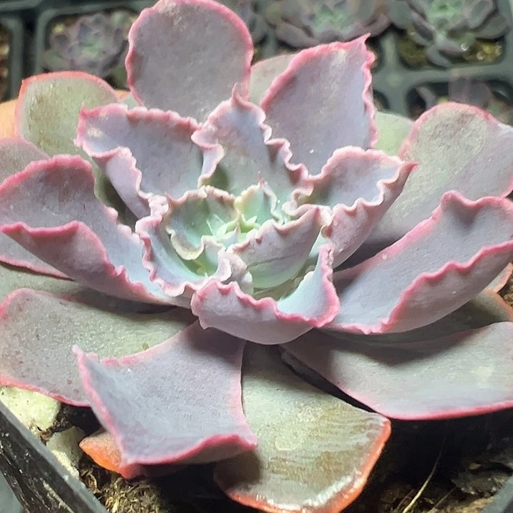 晚霞之舞精品多肉植物