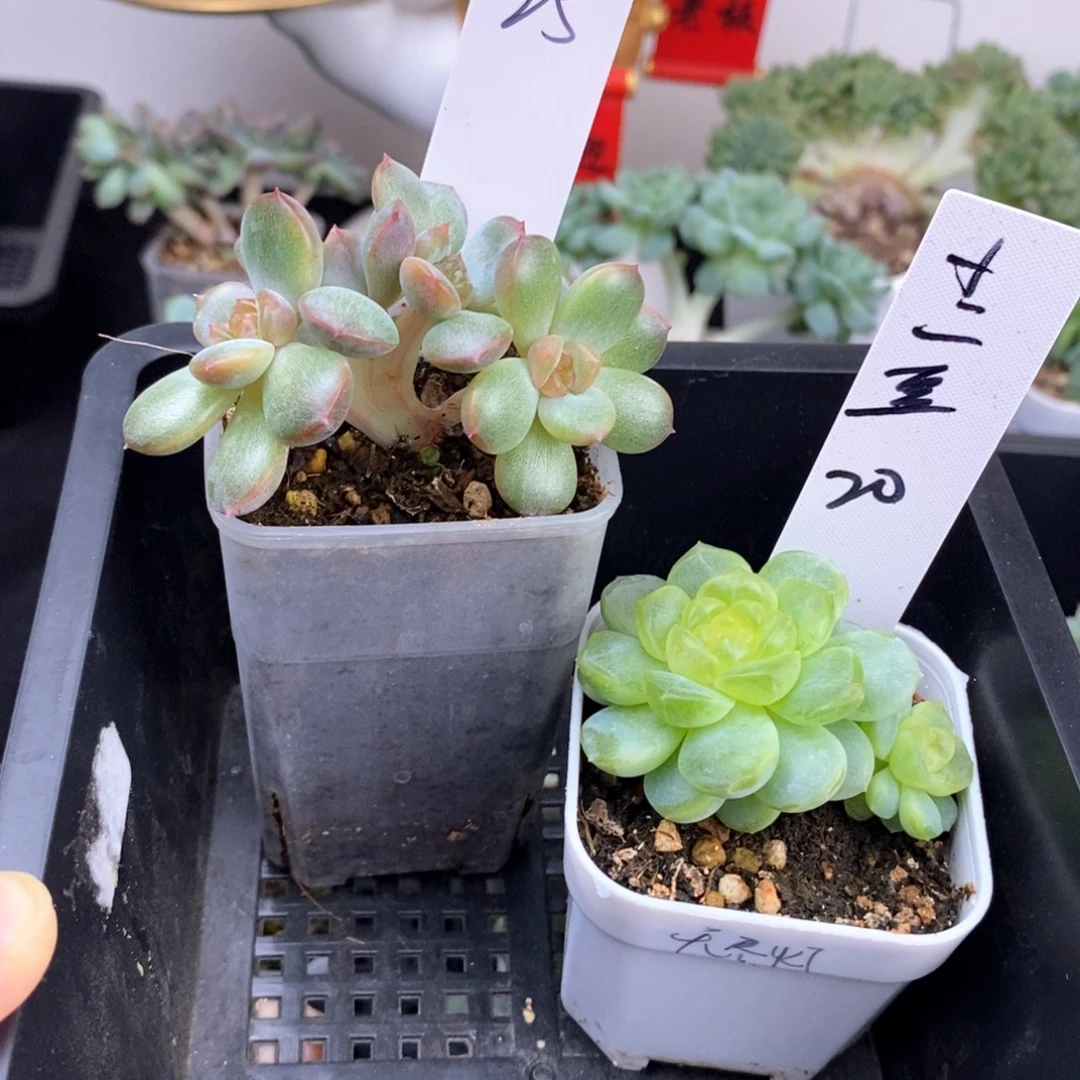 小二豆两颗一组包邮