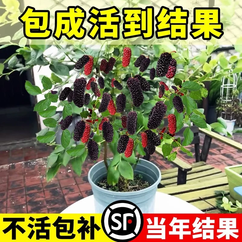 桑葚树苗嫁接无籽大十果桑苗当年结果南北方种植台湾四季长果盆栽