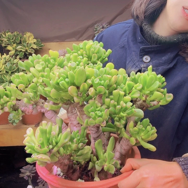 @***凉招财猫多肉植物好看