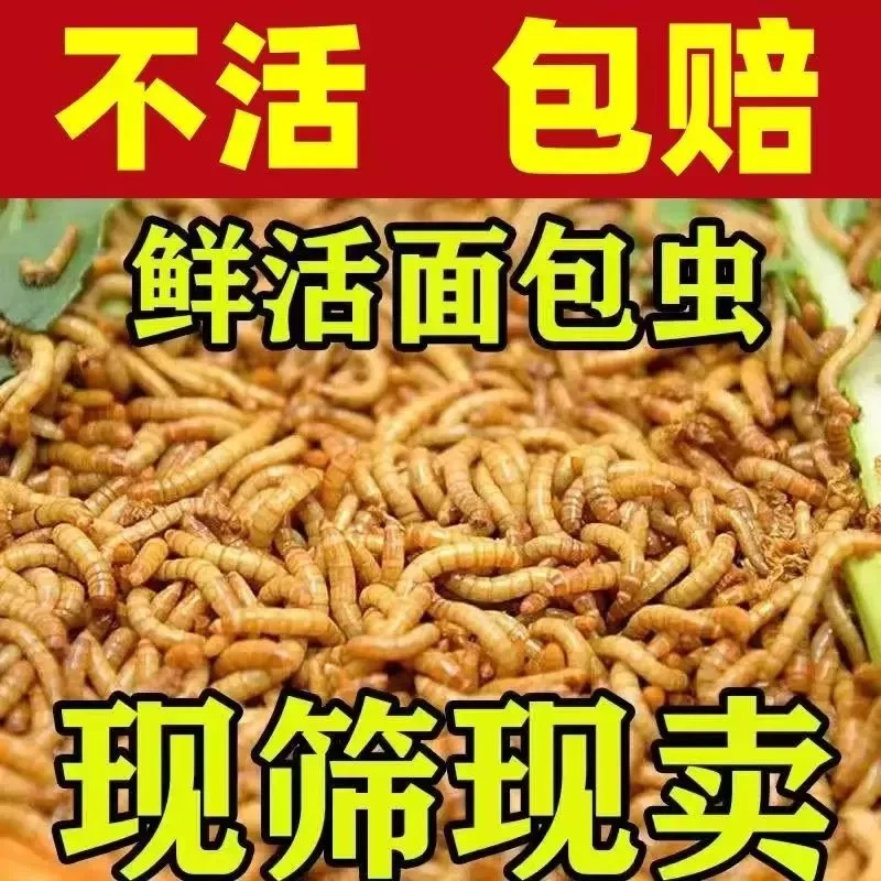 面包虫活虫螃蟹乌龟大麦虫饲料