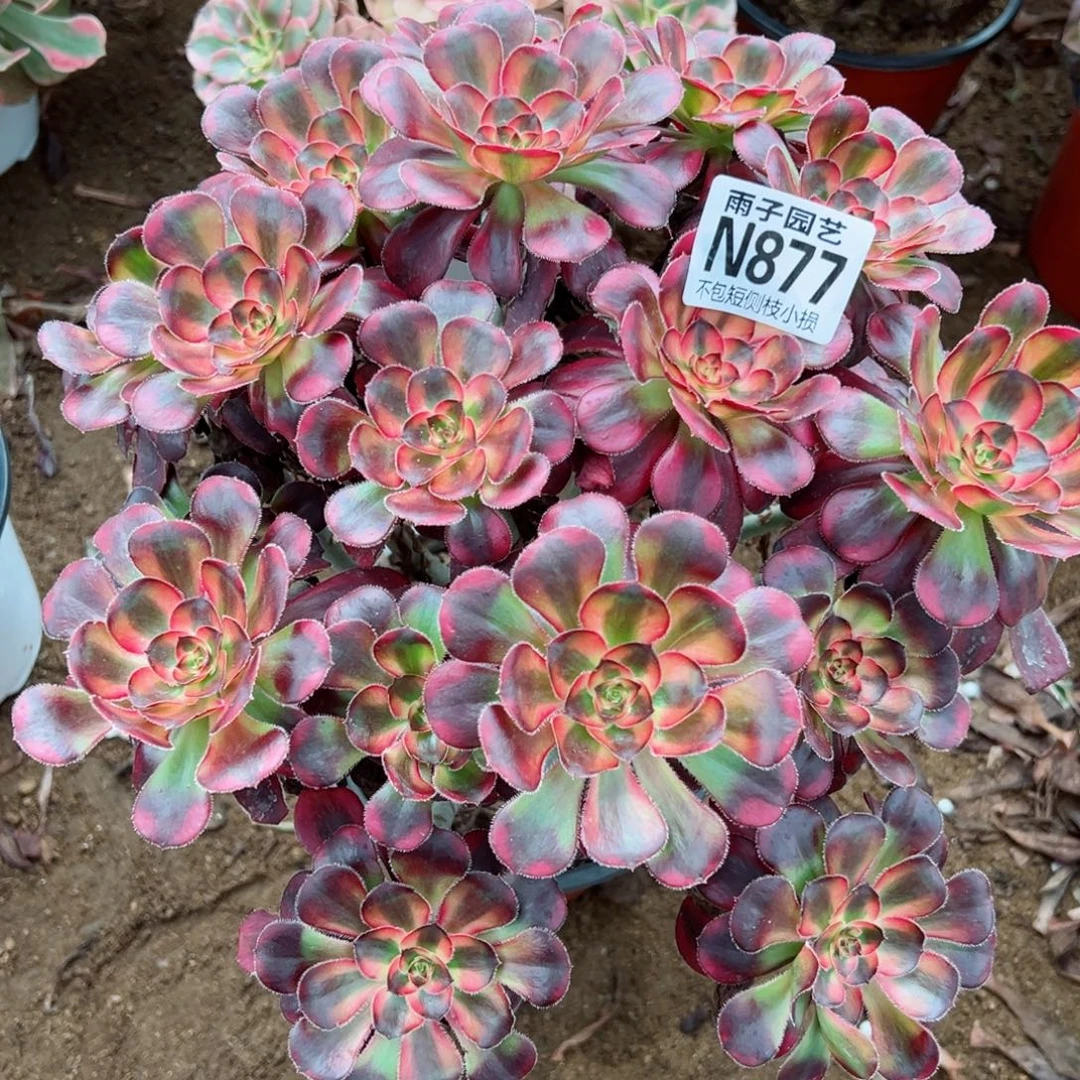 877丽娜尺寸25左右
