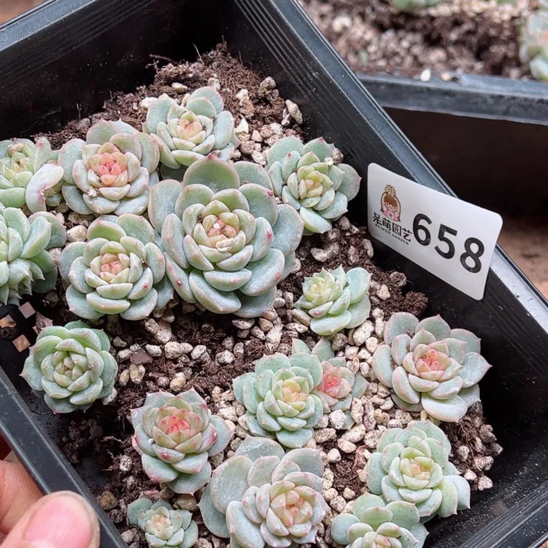 ?****浠多肉植物多肉植物