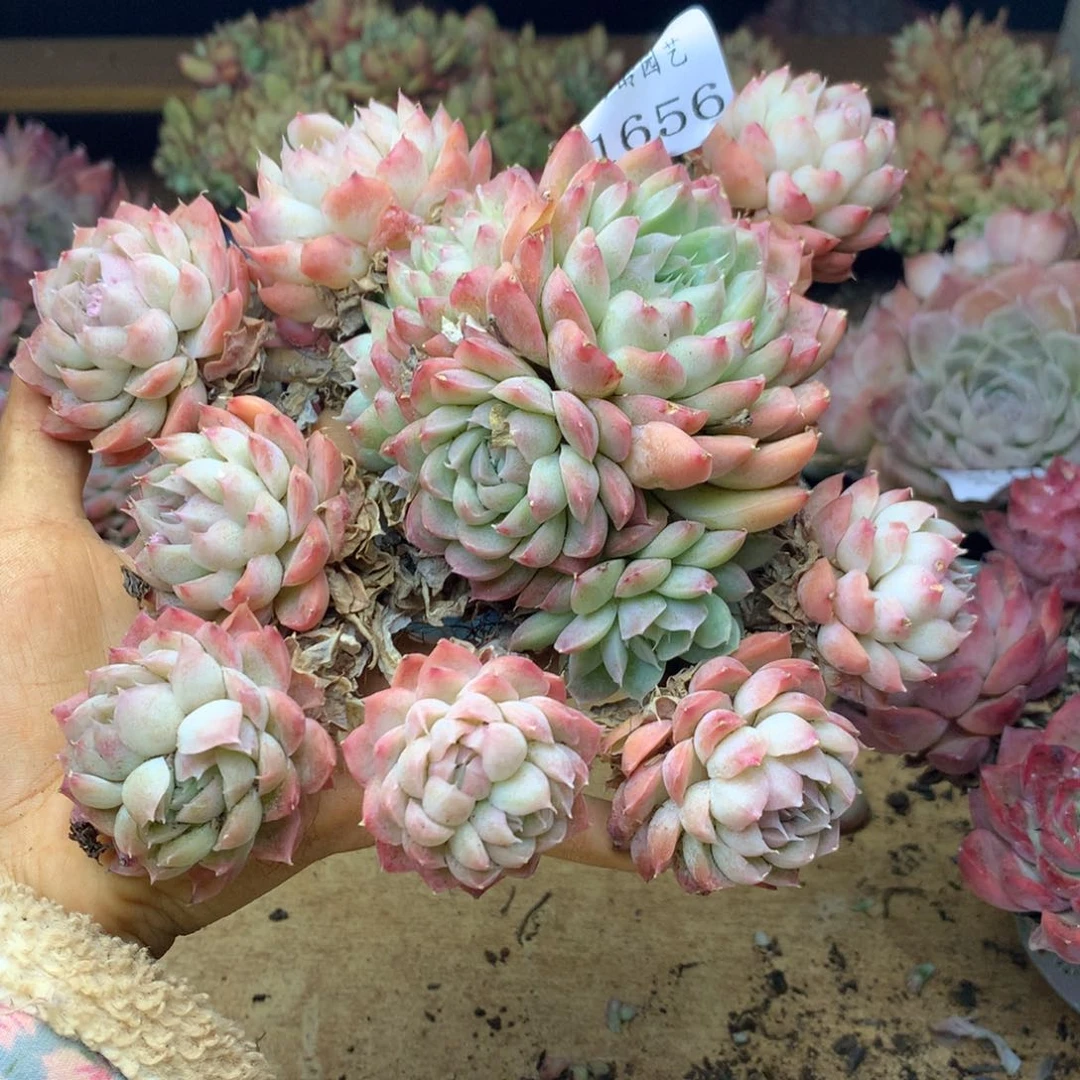 一***了1656不包掉头介意不拍16厘米