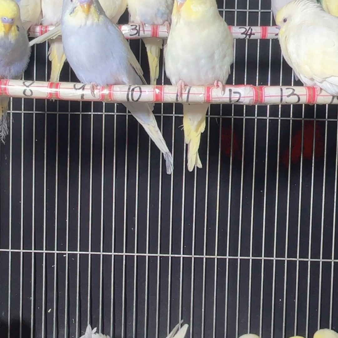 虎皮鹦鹉你的生活就是这样