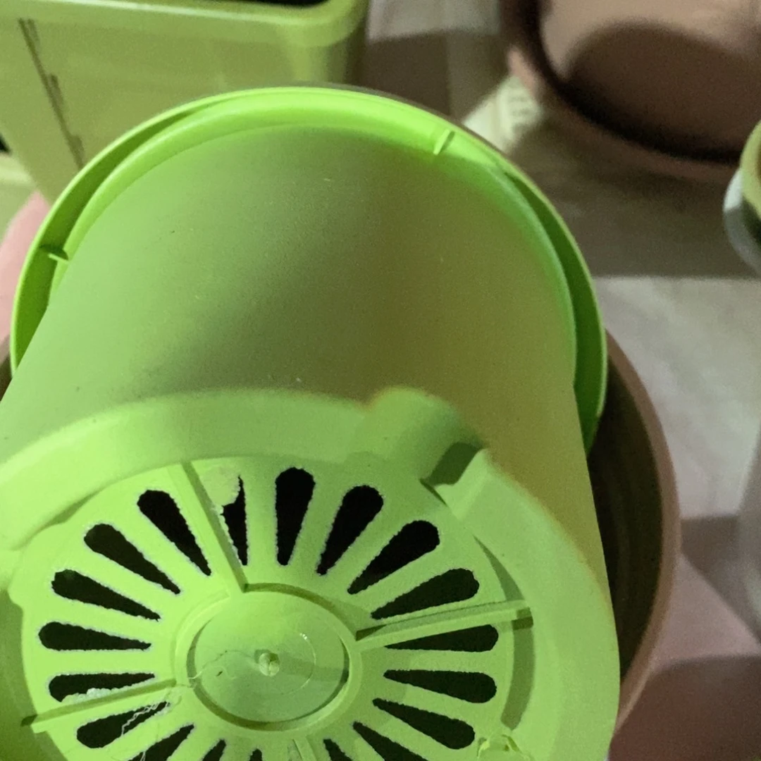 10个13.5口果绿无托