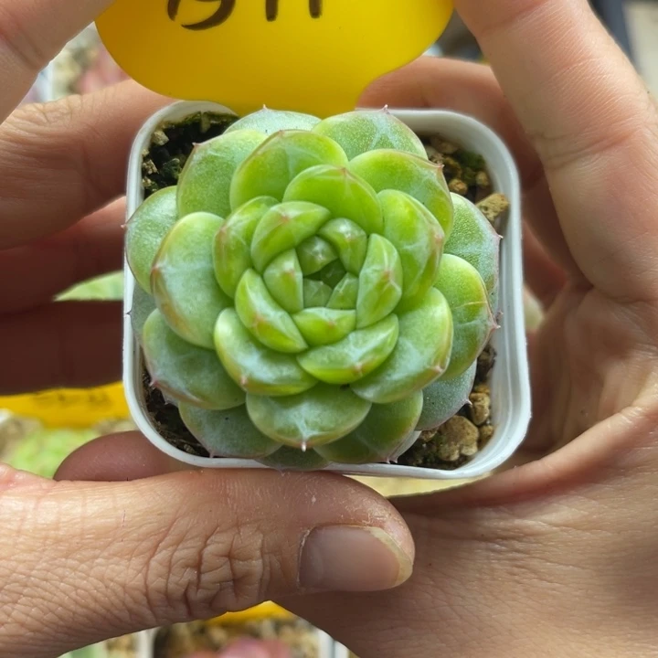 油透暗纹珍妮单头5770