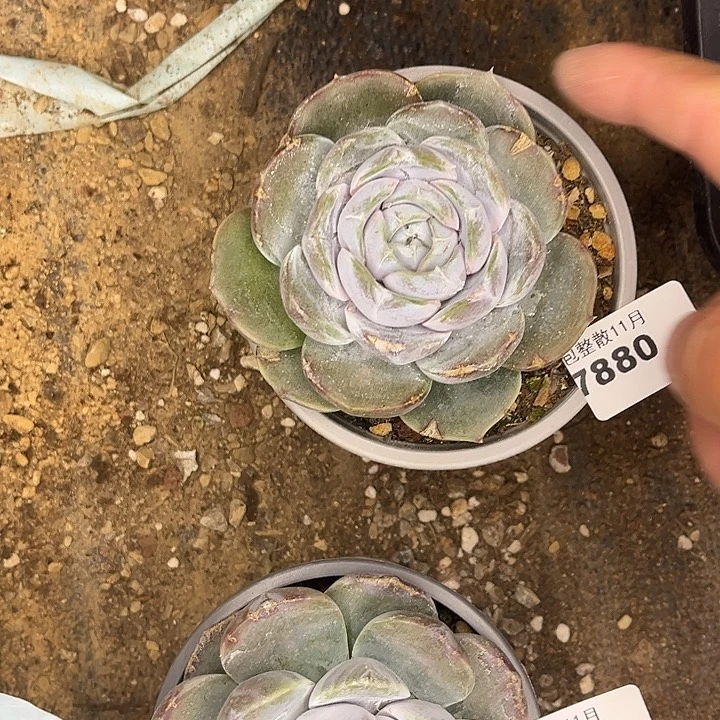 阿雅园艺。         7880