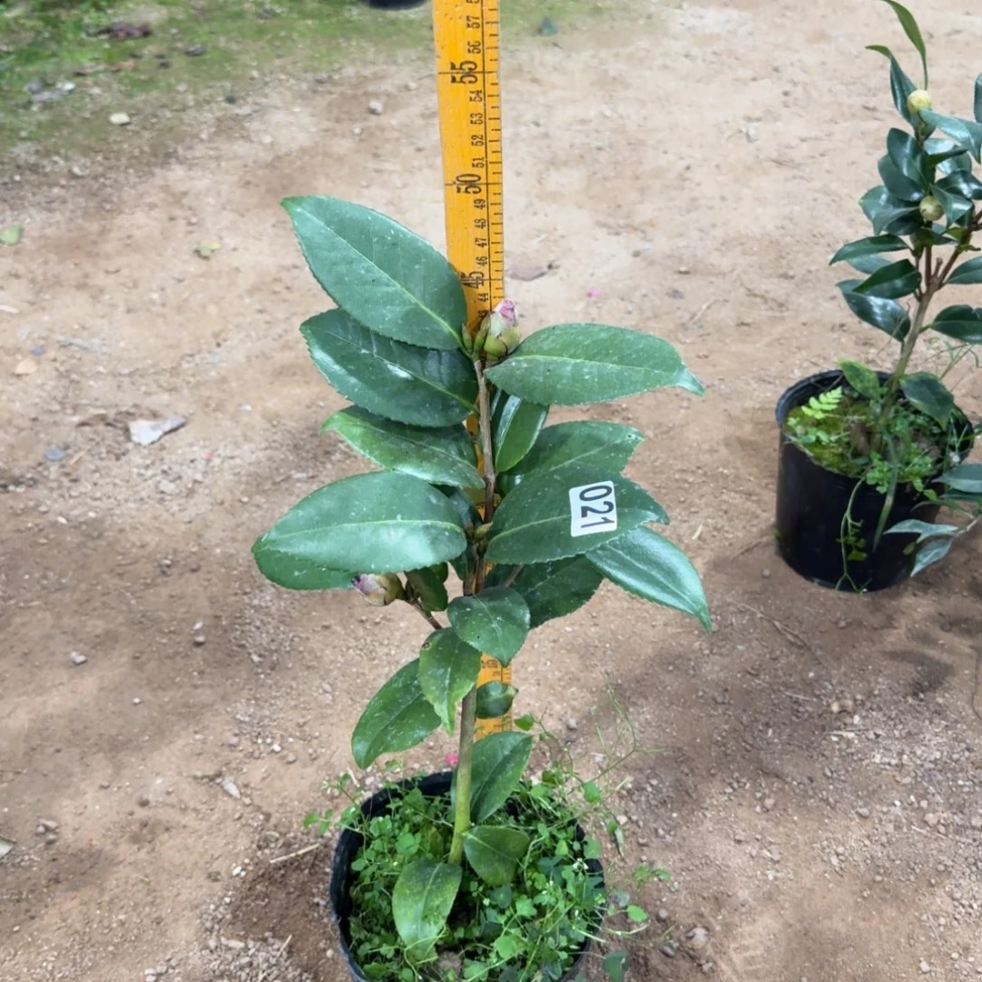 少量花朵（建议范围：2朵-5朵 或40%以下）021青黑不分花色