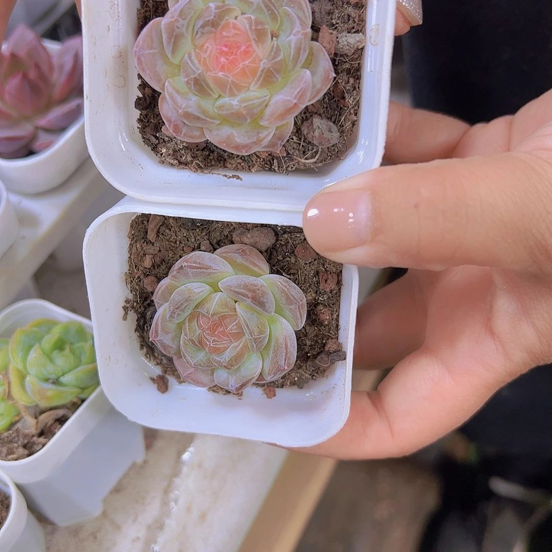 精品冰魄多肉植物19包邮