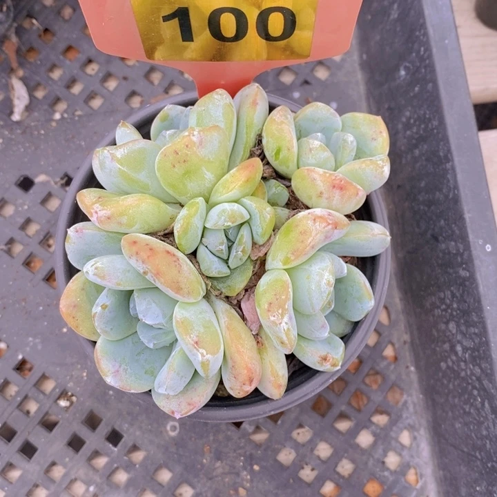 100号冰玉捧花一颗