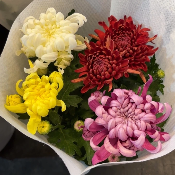 原盆原土｜龙爪菊4色