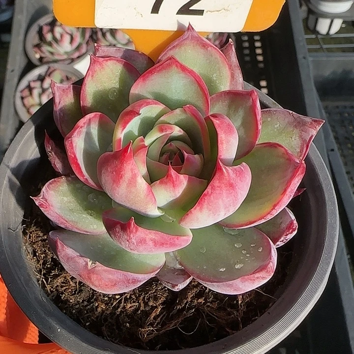 72 惊鸿仙子多肉植物6-9cm