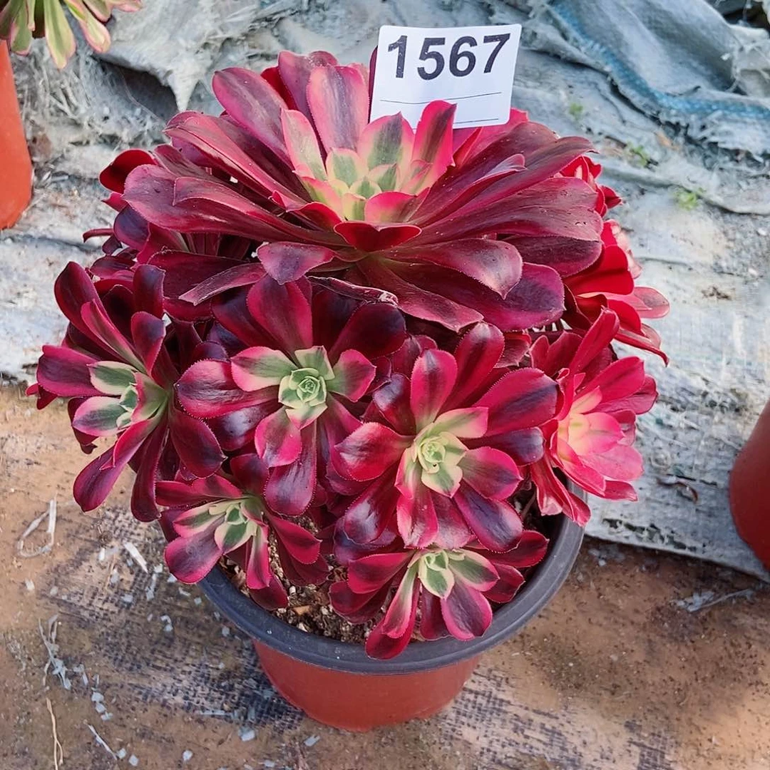 红陶毛*格1567美杜莎3多肉小颗