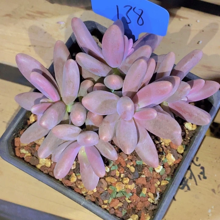 糖*这么久不回来也没什么