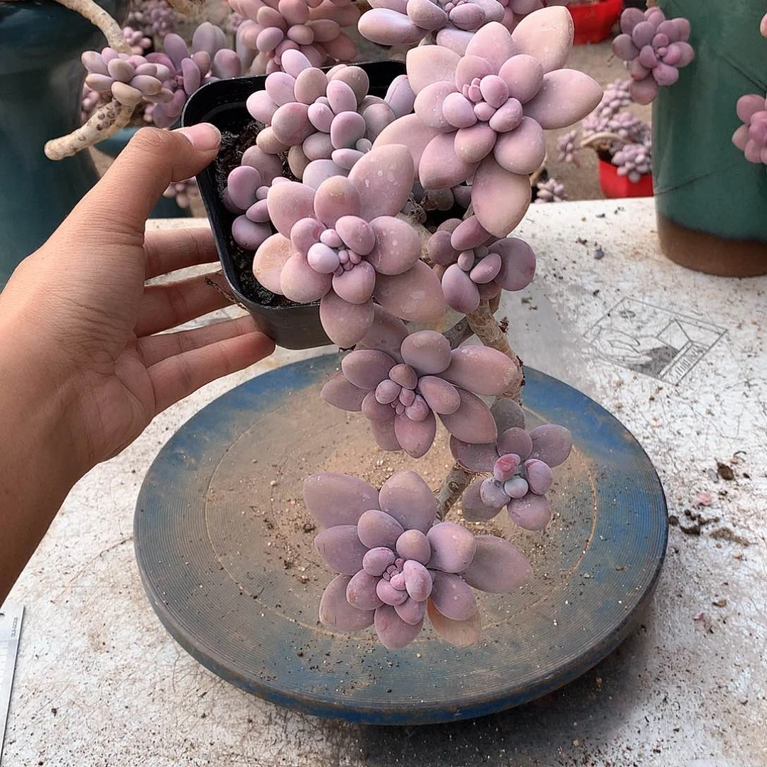 16一物一拍桃蛋老桩