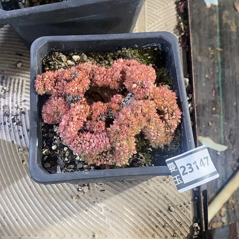【闪购商品】粉姬莲缀23147