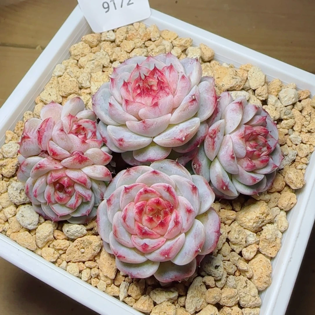 天鹅绒，9172多肉植物