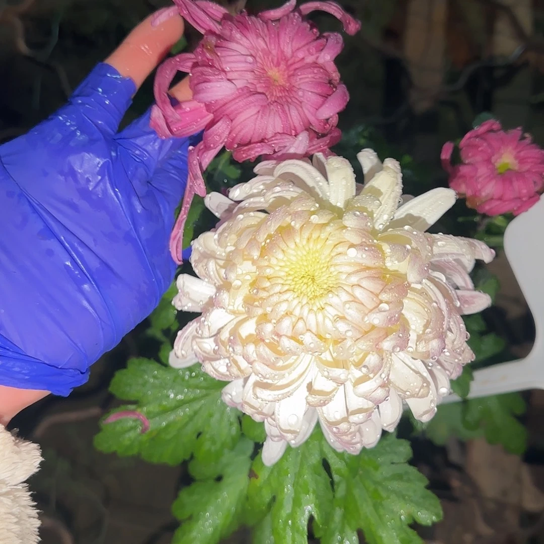 无花朵E11111111111111