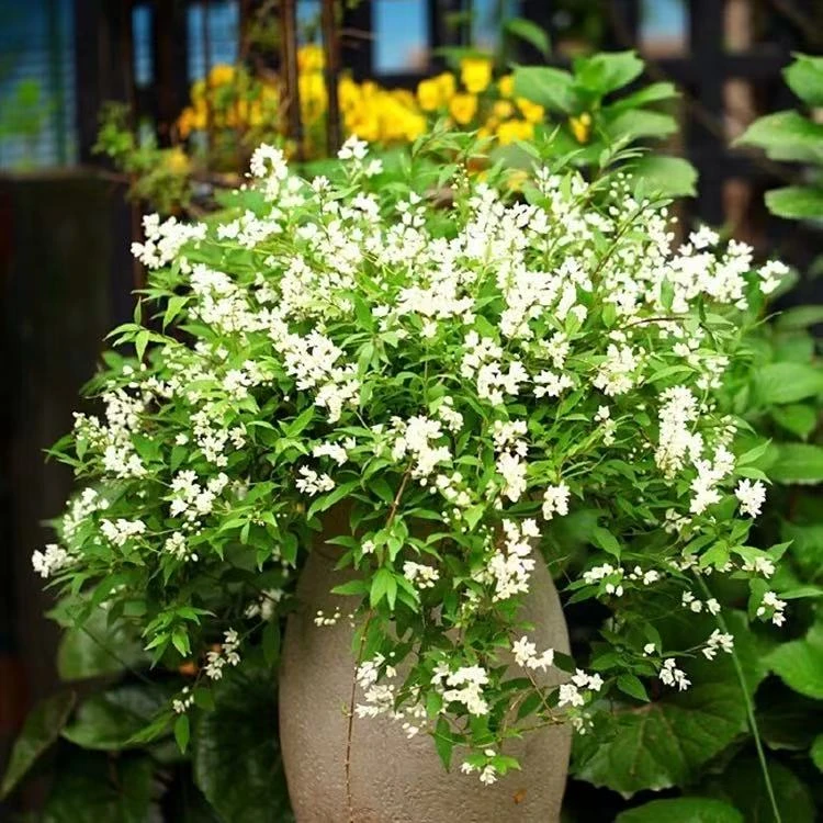 冰生溲疏花 雪樱花多年生灌木植物花量大庭院阳台好养活