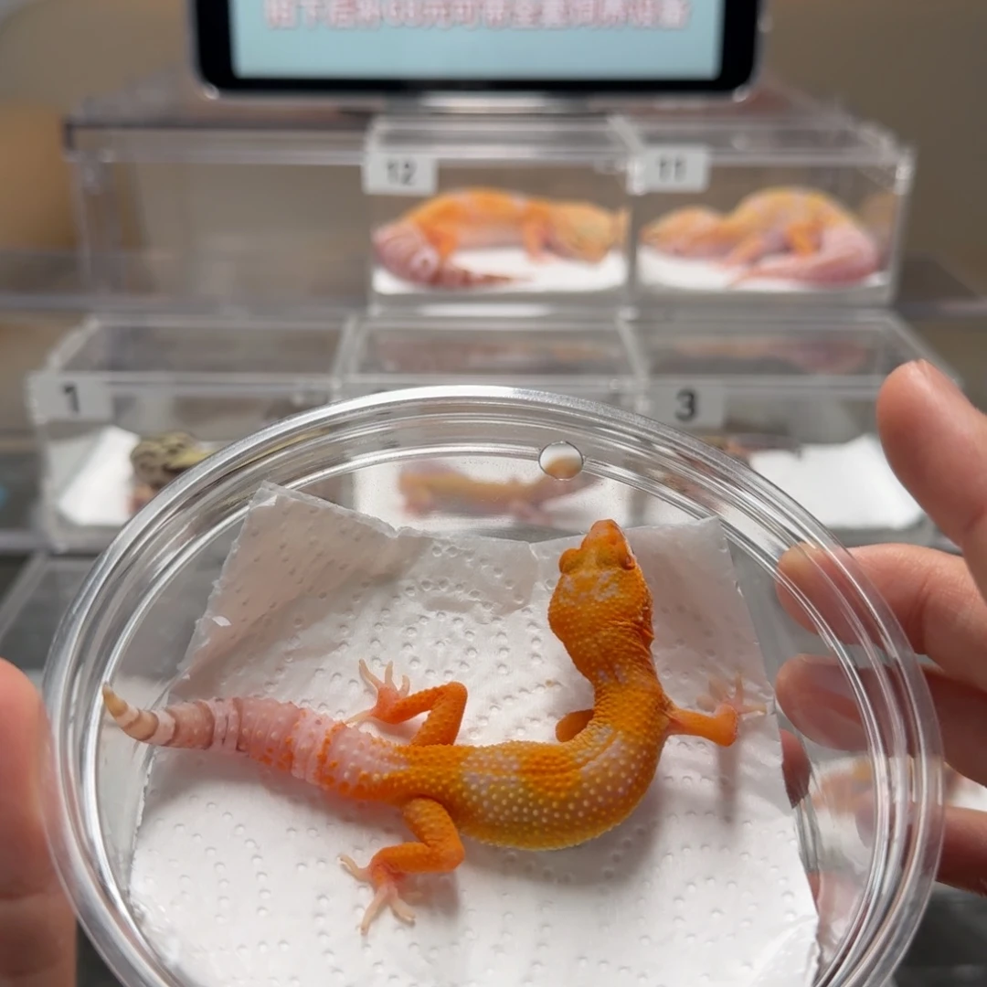 豹纹守宫贝尔蜜桔 骨头弯曲 母温