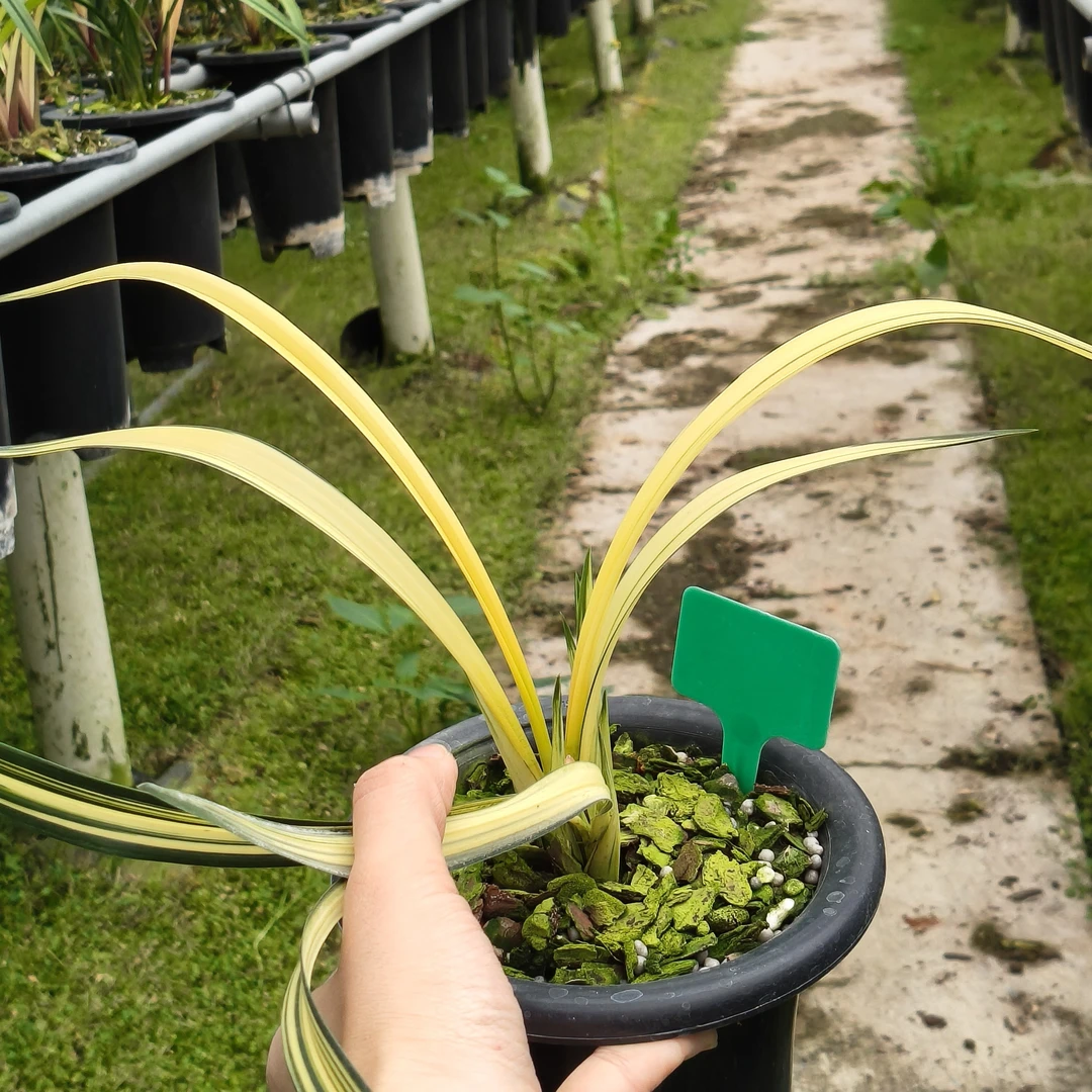 闽众兰花南阳之松墨兰花艺双全叶艺漂亮花香飘逸淡雅适合庭院走廊