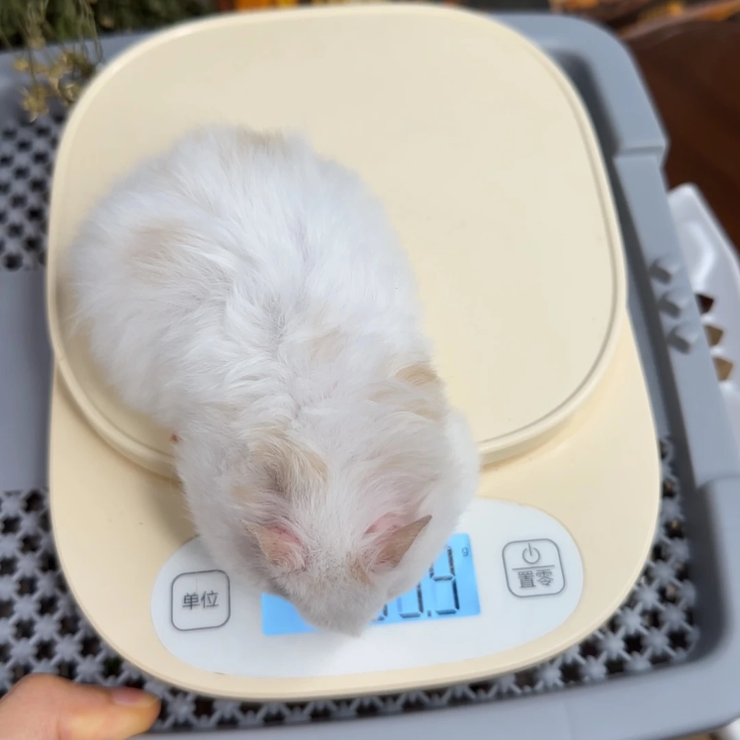 肉桂雨点桂花糕妹妹9.08