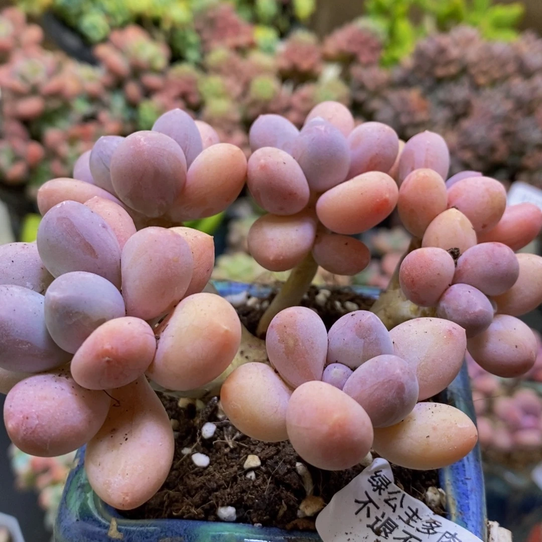 305香水手指10cm多肉