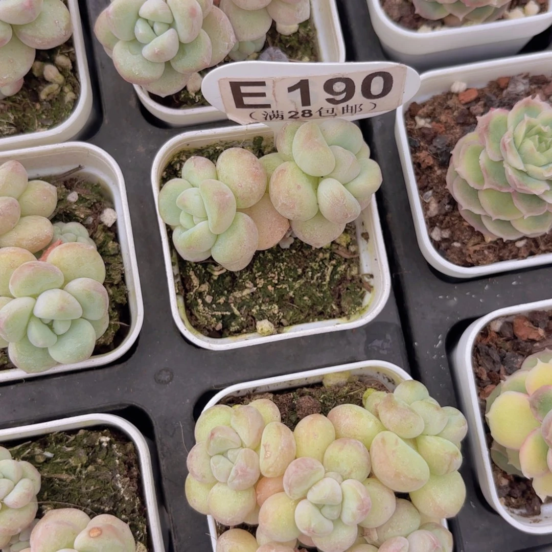 E190泡泡糖一物一拍