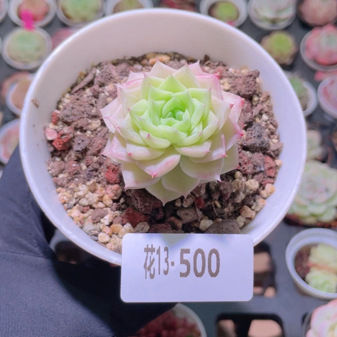 花利美13-500白天鹅