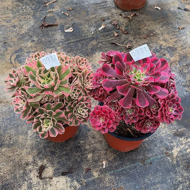 情**绵多肉粉女巫美杜莎932931