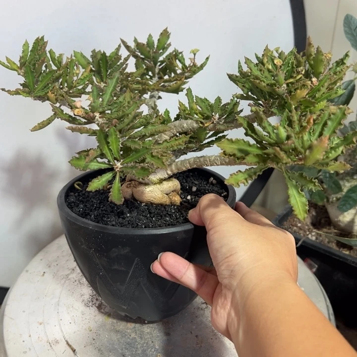 圣马丽角大戟带盆111111111