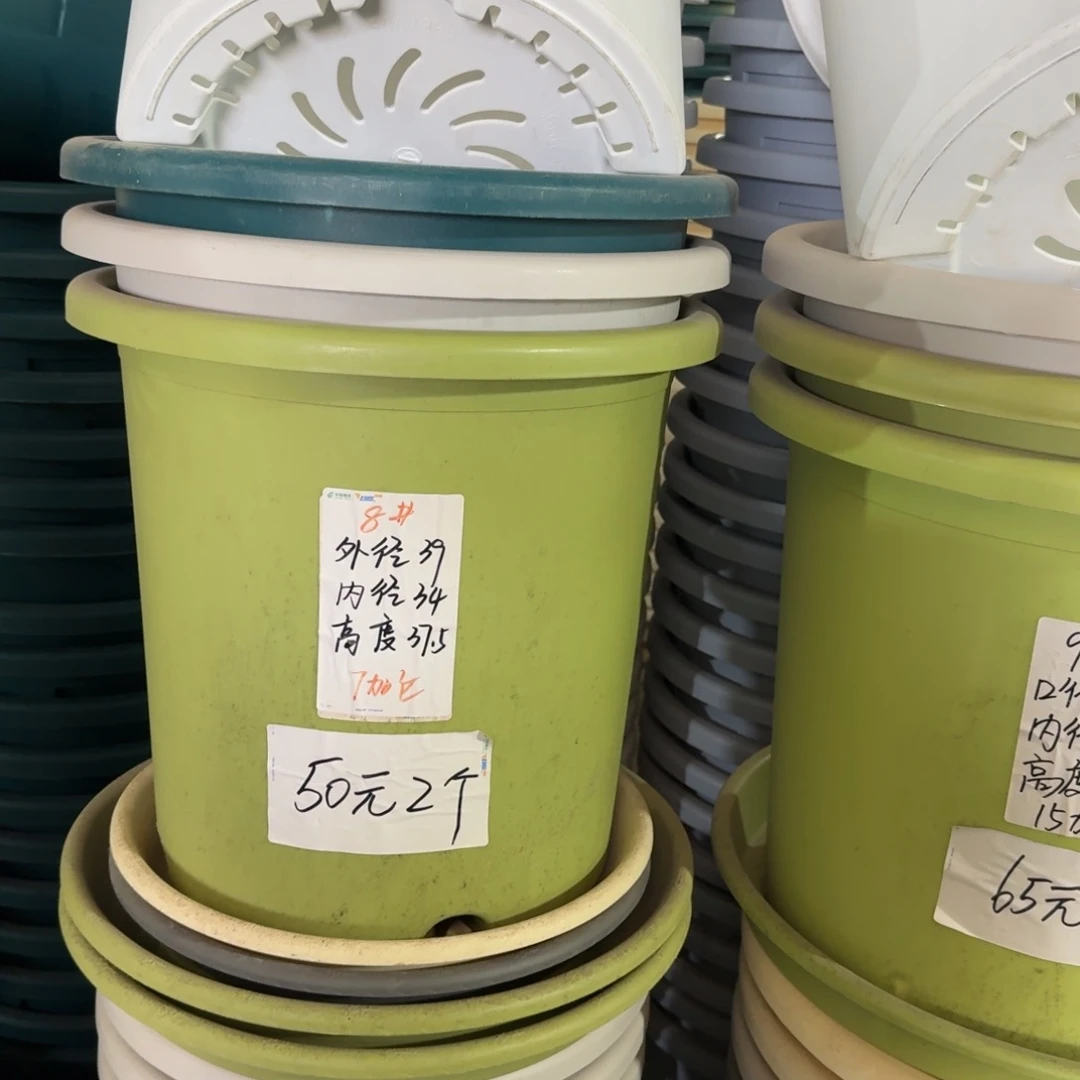 四季8#口径39无拖果绿5个