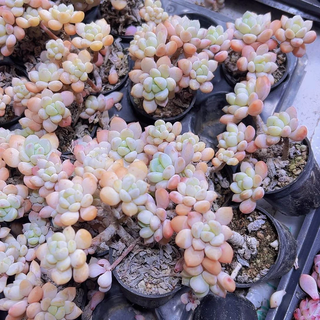 老桩泡泡糖无售后多肉