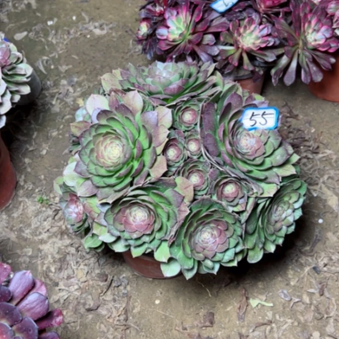 【闪购商品】多肉植物万拉丝55