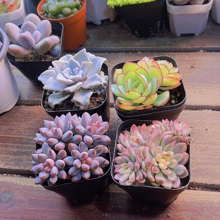 四盆2222222222222222