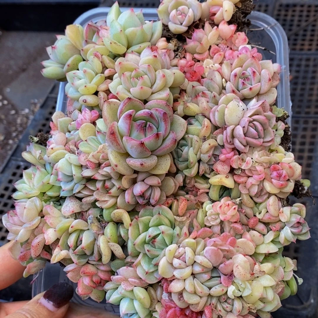 504多人受伤我是个小女孩